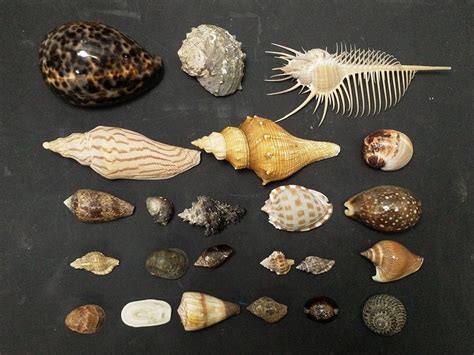 貝殼種類